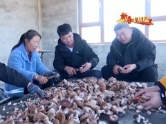 新春走基層丨遭受重創→煥發生機 來看養馬甸子鄉香菇寶寶的重生日記