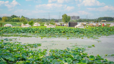 Caidian，Wuhan: The "Hometown of Chinese Lotus Roots" Blossoms on the Global Stage