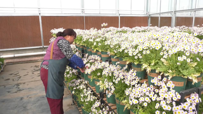 Successful Cultivation of the Endangered Qinling Primula filchnerae in Fuping County, Weinan, Shaanxi