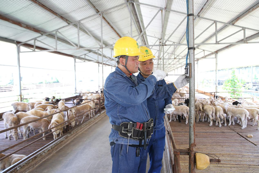 Power Supply Company in Jiaozuo City, Henan Province Safeguards the Development of New Quality Productive Forces in Rural Breeding with Reliable Power Supply