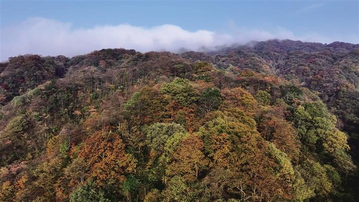 層林盡染八大公山