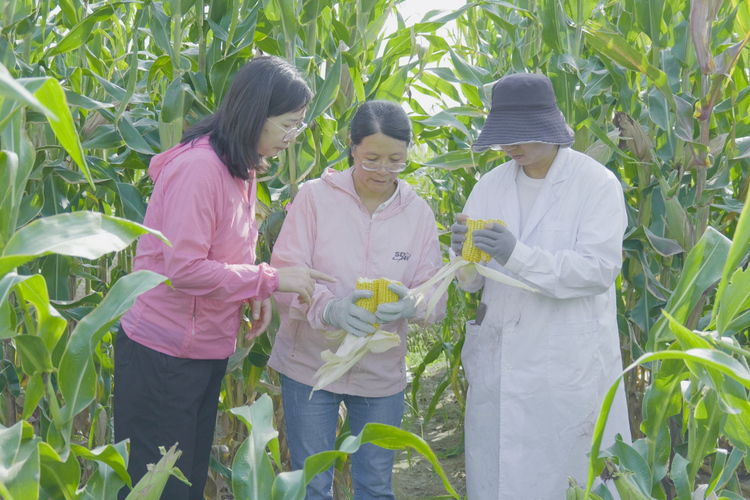 情係一粒種 植好玉米“芯”——記甘肅農業大學玉米遺傳改良與新品種選育團隊