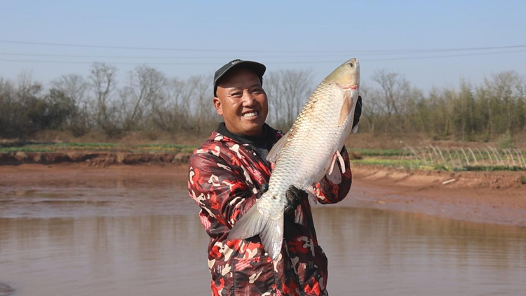 湖南衡陽縣：“幹塘”捕魚樂  共話豐收年