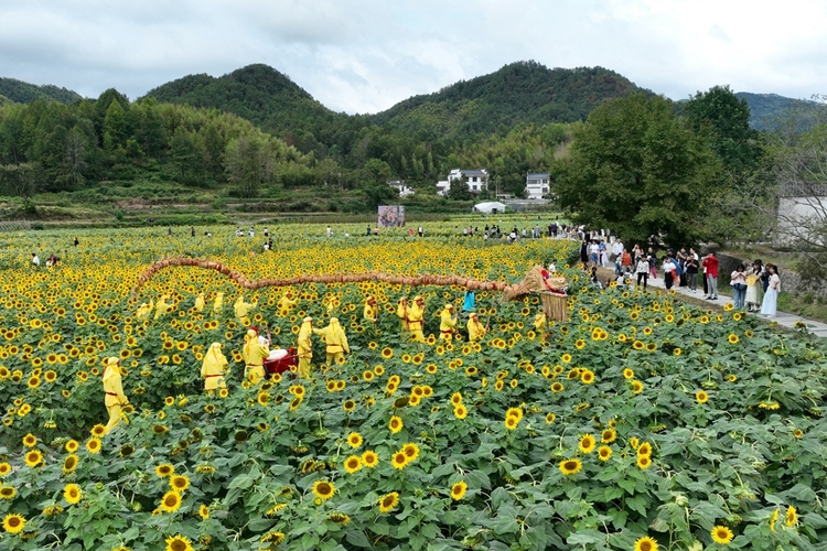 黃山市徽州區：龍騰花海引客來