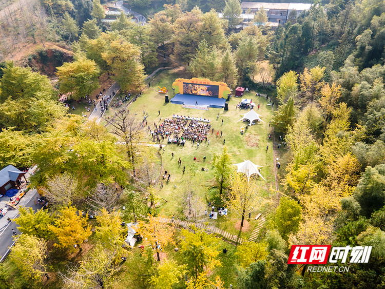 組圖丨深秋桐子坳，銀杏繪就夢幻畫卷