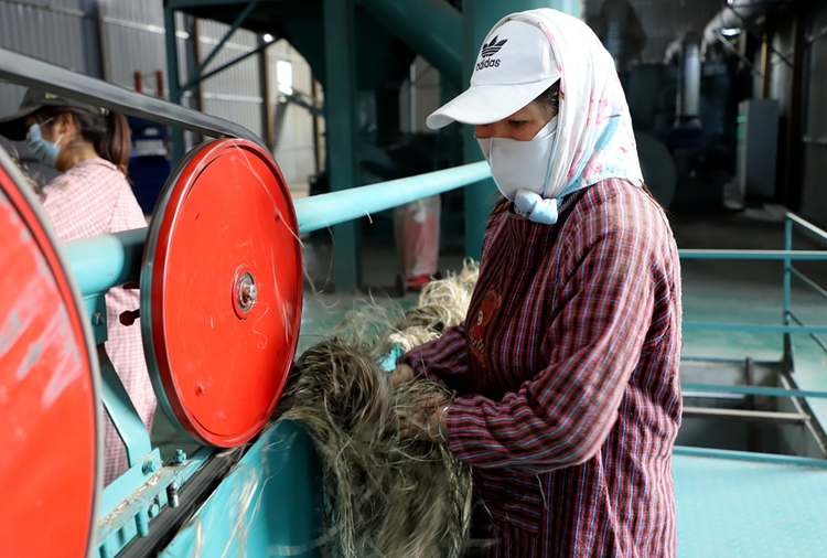 天水市清水縣：打造漢麻全産業鏈 開闢鄉村振興新路徑