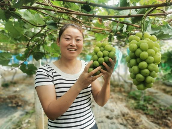 蚌埠市五河縣大新鎮：陽光玫瑰“葡”寫鄉村振興致富路