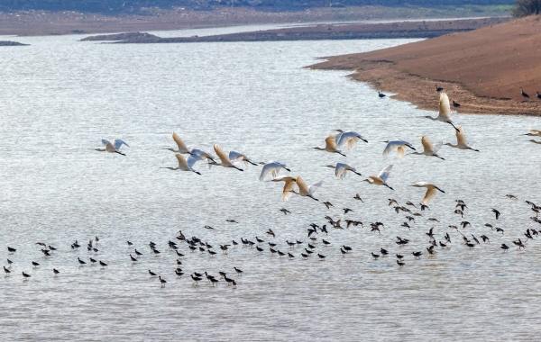 湖南濕地成珍稀候鳥“熱門打卡地”