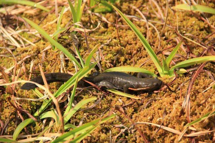 浙江四地緣何入選聯合國“生物多樣性魅力城市”？