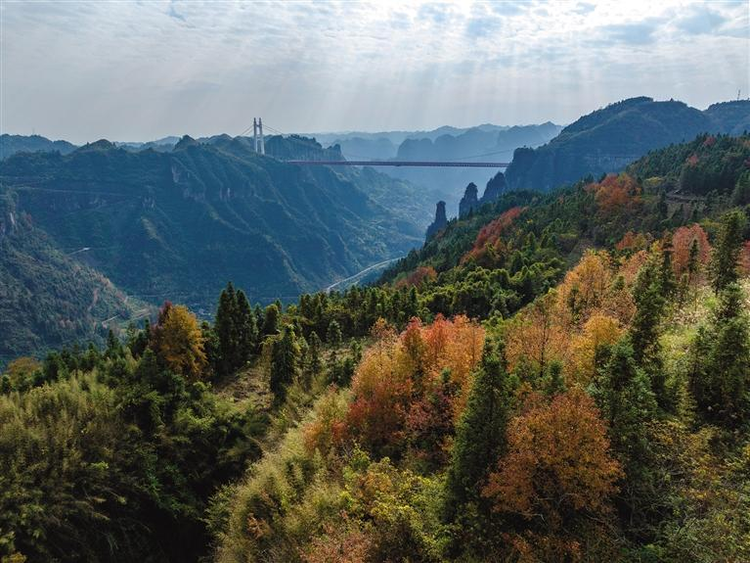 湘西醉美楓景