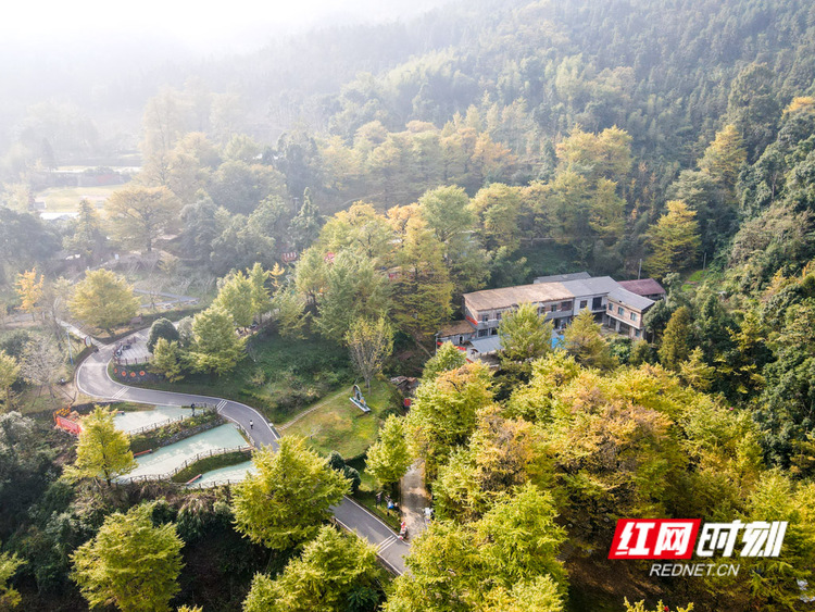 組圖丨深秋桐子坳，銀杏繪就夢幻畫卷