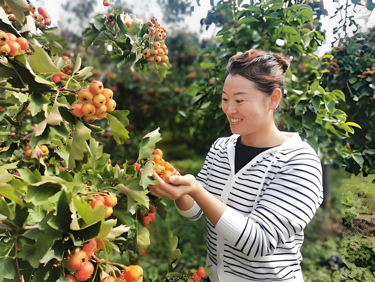 蚌埠市五河縣大新鎮：小山楂“敲”開鄉村振興致富門