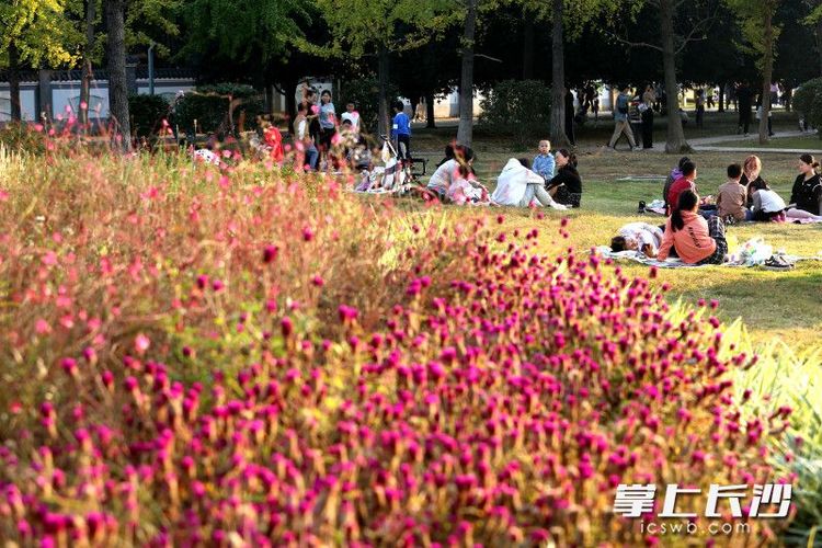 組圖｜滿園秋冬色 露營好時節