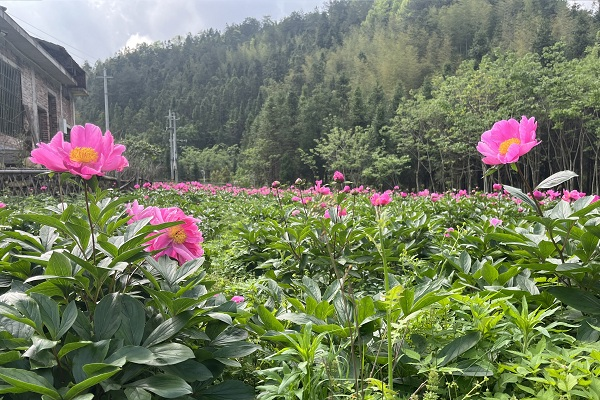 湖南桂東：背靠青山“藥”飄香_fororder_圖片2