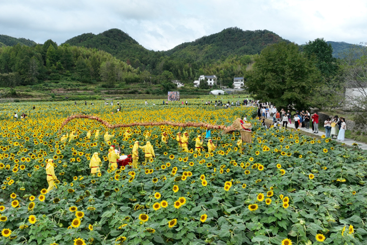 黃山市徽州區：國慶佳節慶盛世 龍騰花海賀華章