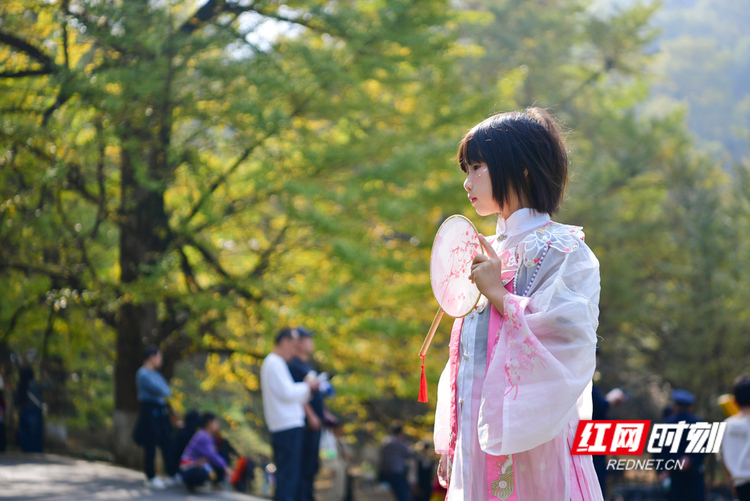 組圖丨深秋桐子坳，銀杏繪就夢幻畫卷