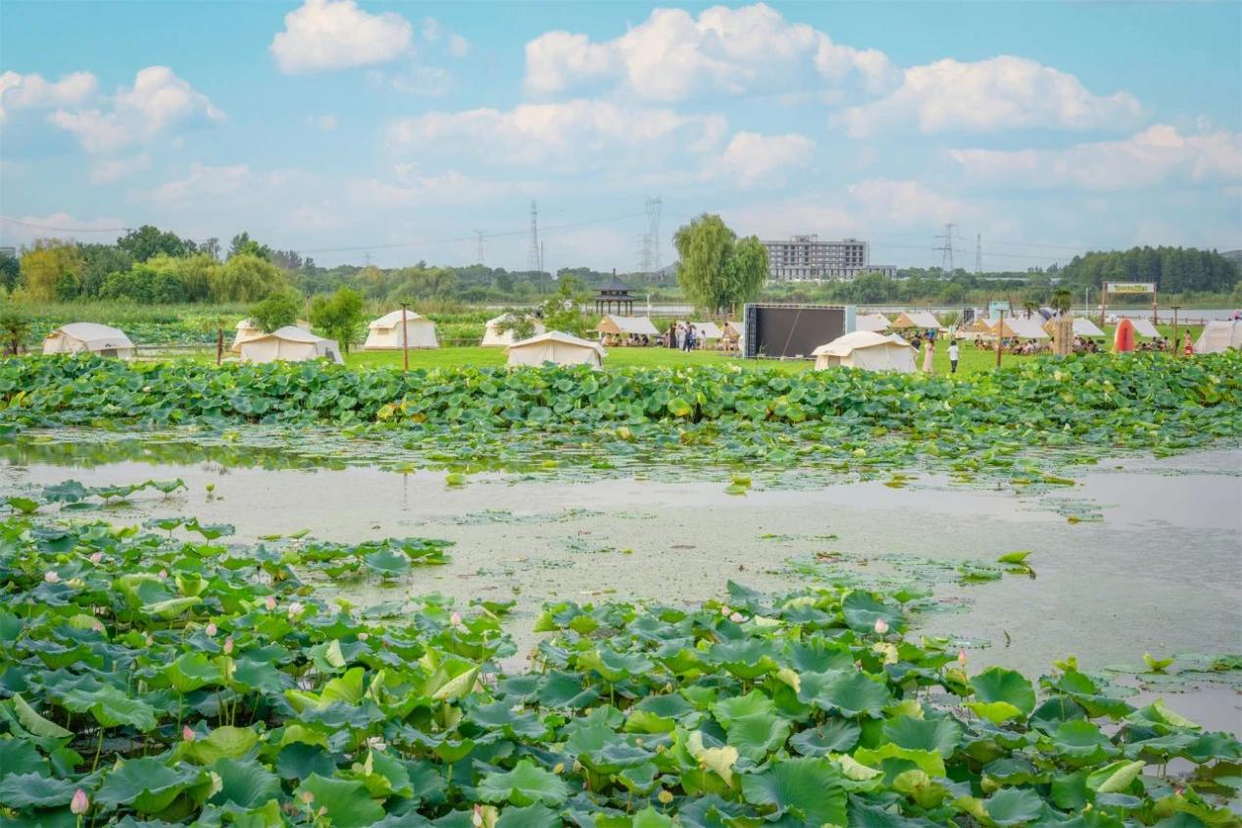 Caidian，Wuhan: The "Hometown of Chinese Lotus Roots" Blossoms on the Global Stage_fororder_圖片1