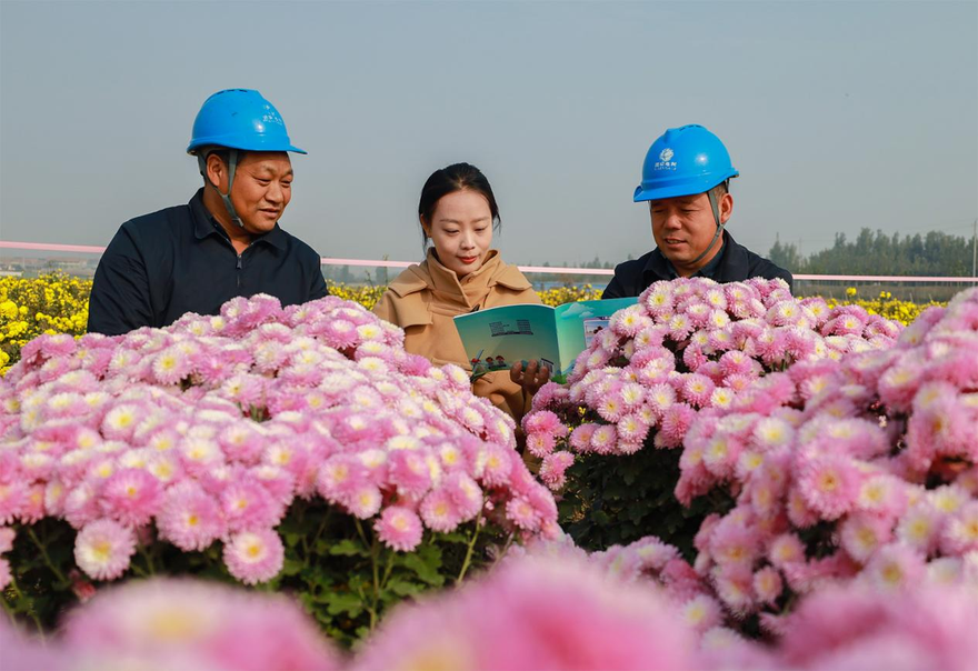 The State Grid Jiaozuo Power Supply Company Supports the Growth of the Chrysanthemum Industry with Reliable Power