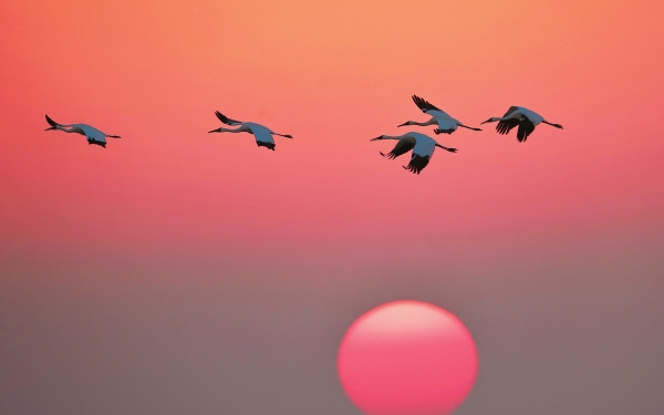 湖南嶽陽過冬白鶴掠影夕陽