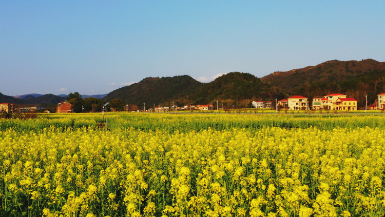 湖南衡陽縣油菜花海迎春綻放 繪就美麗鄉村新畫卷_fororder_3