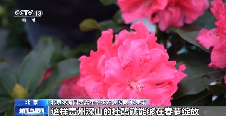 春節臨近 “鮮花經濟”綻放、農貿市場“熱氣騰騰”