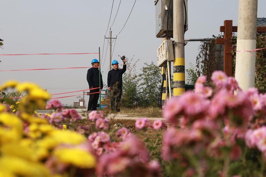 The State Grid Jiaozuo Power Supply Company Supports the Growth of the Chrysanthemum Industry with Reliable Power