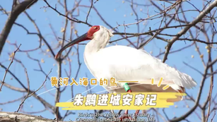 Birds at the Yellow River Estuary - Crested Ibises Settle into Urban Life