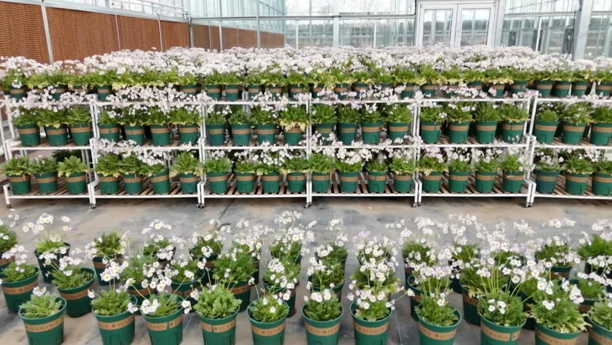 Successful Cultivation of the Endangered Qinling Primula filchnerae in Fuping County, Weinan, Shaanxi_fororder_圖片2