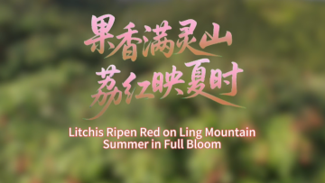 鮮味中國 四季農香|果香滿靈山 荔紅映夏時