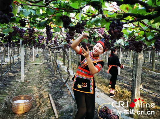 （走向我們的小康生活）“互聯網+”助力寧德農民走上小康路_fororder___172.100.100.3_temp_9500031_1_9500031_1_1_265ba4b1-fc1f-45ce-a8e9-53ccad6207b5