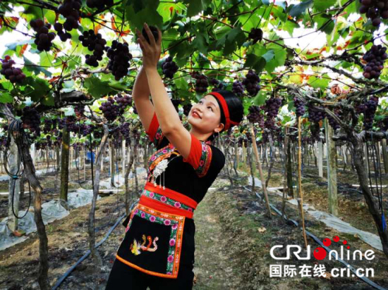 （走向我們的小康生活）“互聯網+”助力寧德農民走上小康路_fororder___172.100.100.3_temp_9500031_1_9500031_1_1_ad3a9546-69bb-4370-aa42-b5c9fbe3d98c