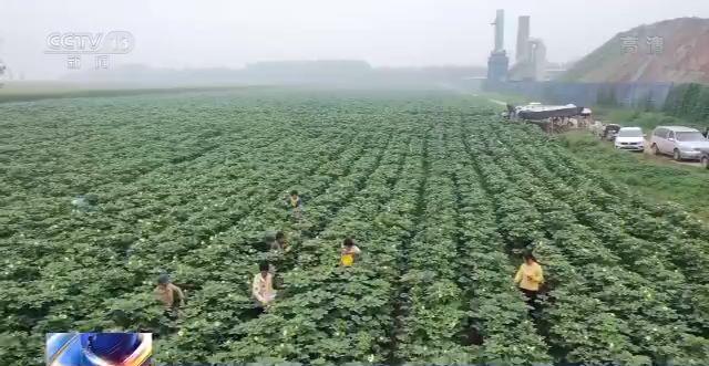 走向我們的小康生活丨山東黃河灘區：農民畫裏的新生活