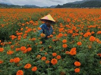 走向我們的小康生活|高黎貢山下萬壽菊“點亮”致富路
