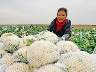 巧念“果蔬經”助力鄉村振興