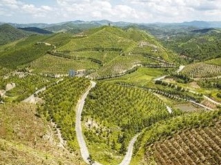 煤矸石上 油茶花開（美麗中國·鄉村振興看生態④）