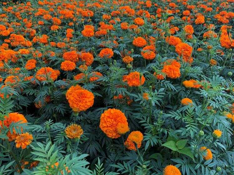 走向我們的小康生活|高黎貢山下萬壽菊“點亮”致富路