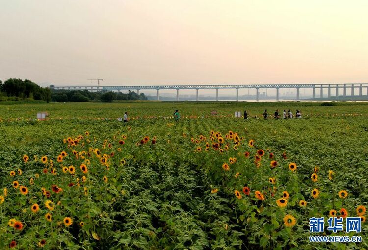 河南三門峽：黃河岸邊葵花開