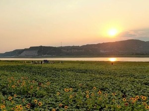 河南三門峽：黃河岸邊葵花開_fororder_1