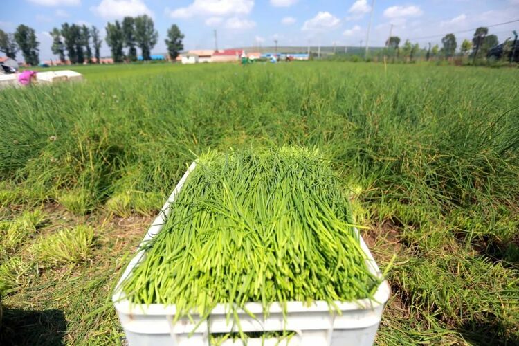 右玉小香蔥：走出國門 富了農戶