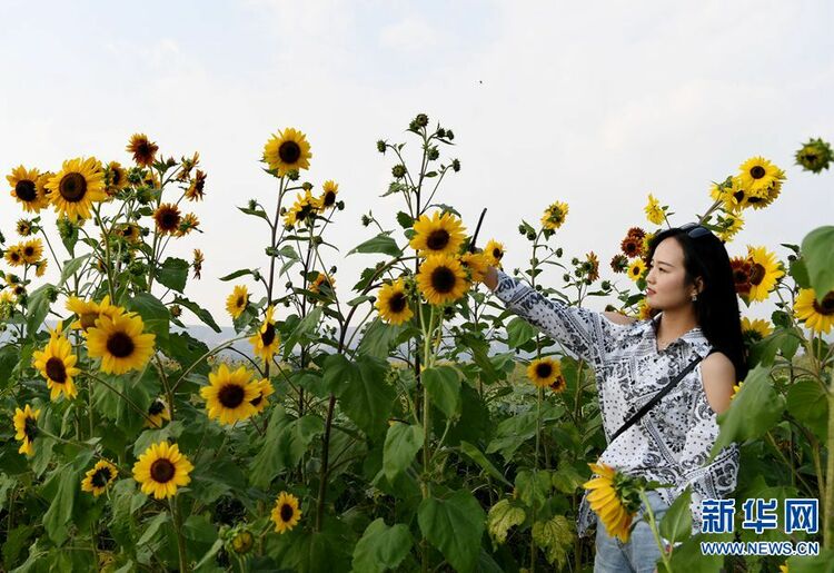 河南三門峽：黃河岸邊葵花開