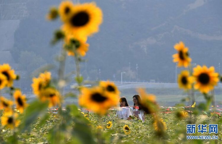河南三門峽：黃河岸邊葵花開