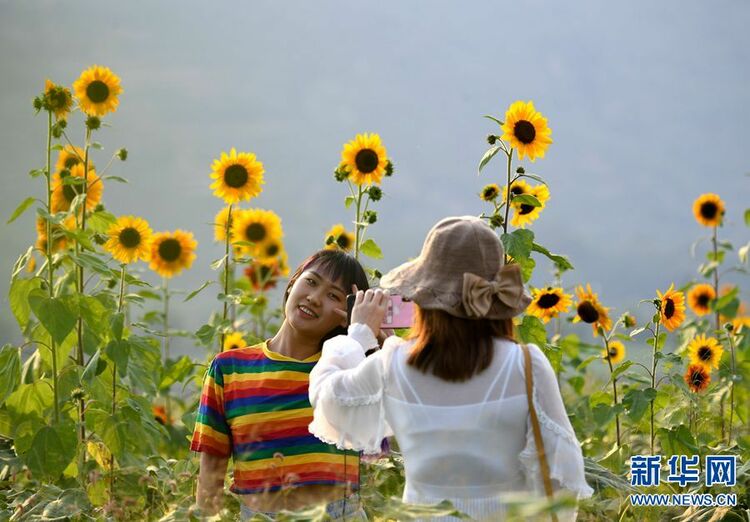 河南三門峽：黃河岸邊葵花開
