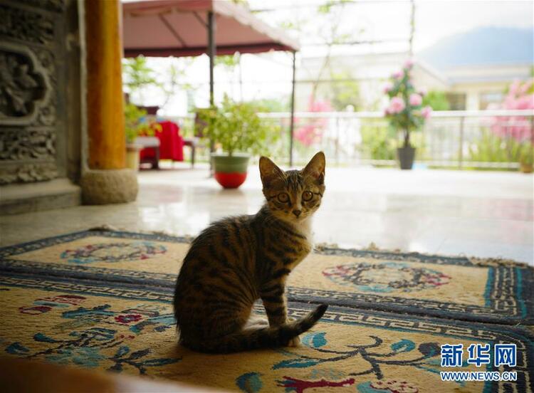 走向我們的小康生活丨甘青交界處的跨越——保安族、撒拉族的脫貧故事