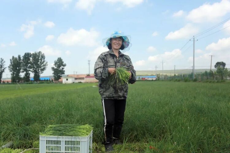 右玉小香蔥：走出國門 富了農戶