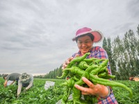 採摘、搬運，一派豐收景象！新疆呼圖壁辣椒豐收