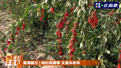 五穀豐登 魚肥蟹美 我們豐收啦！