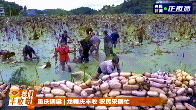 五穀豐登 魚肥蟹美 我們豐收啦！