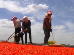 坐著高鐵看中國丨走近青藏鐵路 格爾木：小枸杞撐起戈壁綠洲