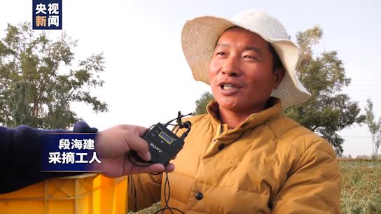 坐著高鐵看中國丨走近青藏鐵路 格爾木：小枸杞撐起戈壁綠洲