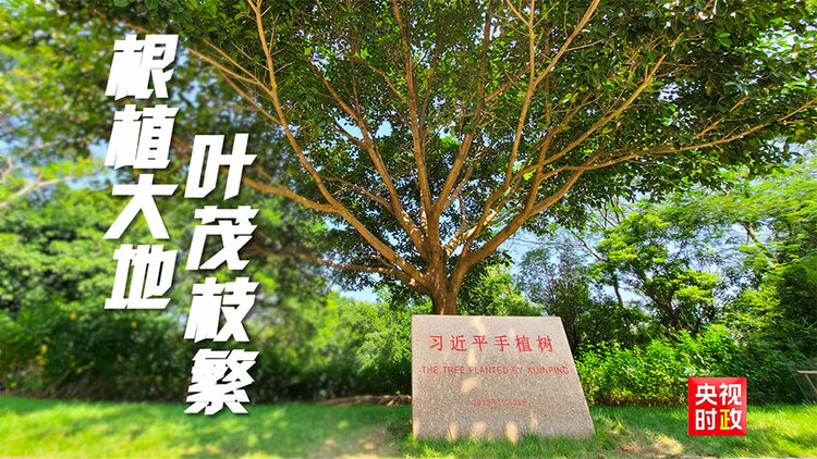 習近平廣東行丨枝繁葉茂啟新程——走進深圳蓮花山公園